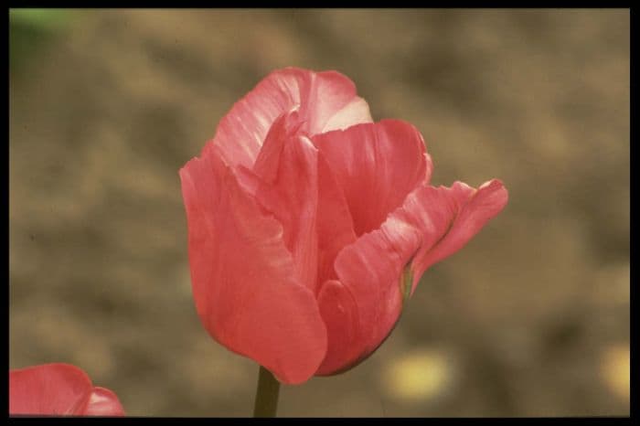 tulip 'Queen of Bartigons'