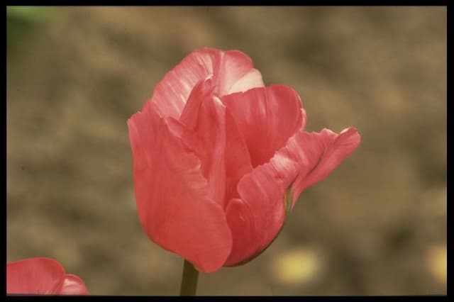 Tulip 'Queen of Bartigons'