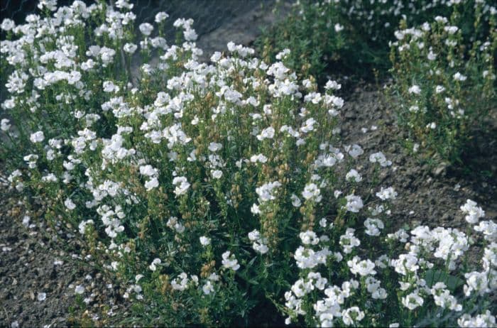 aloha 'Innocence'