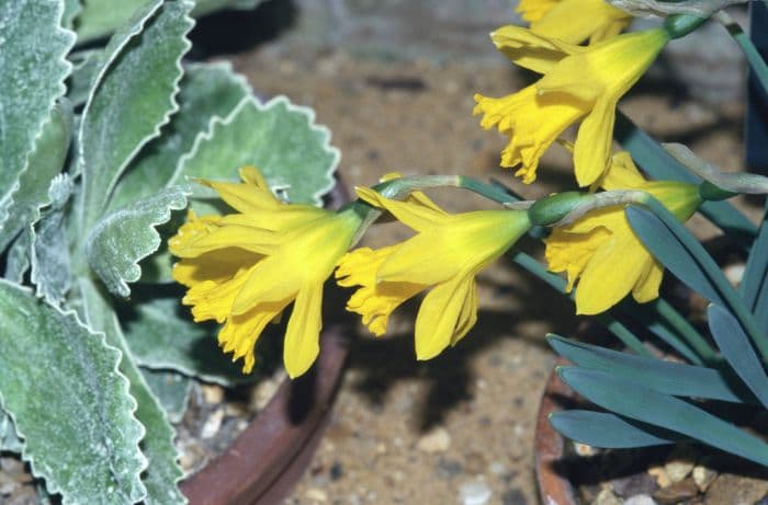 daffodil 'Cedric Morris'