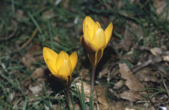 crocus 'Zwanenburg Bronze'