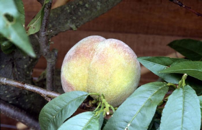 peach 'Rochester'