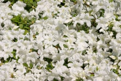 rhododendron 'Adonis'