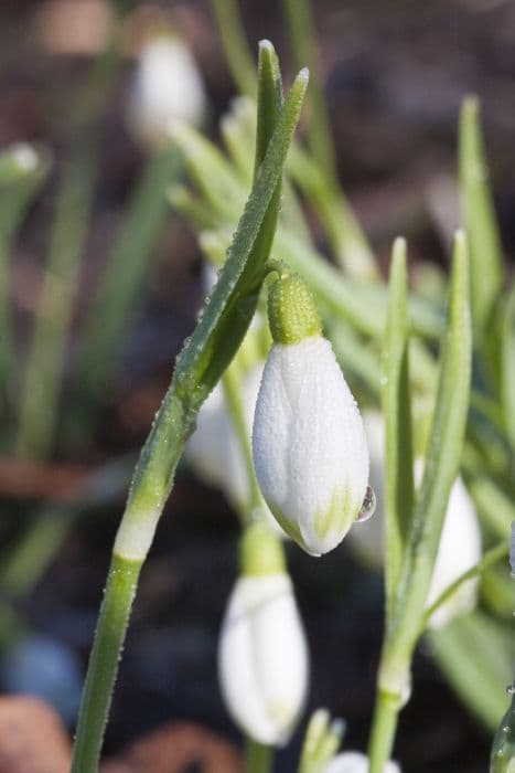 snowdrop Scharlockii Group