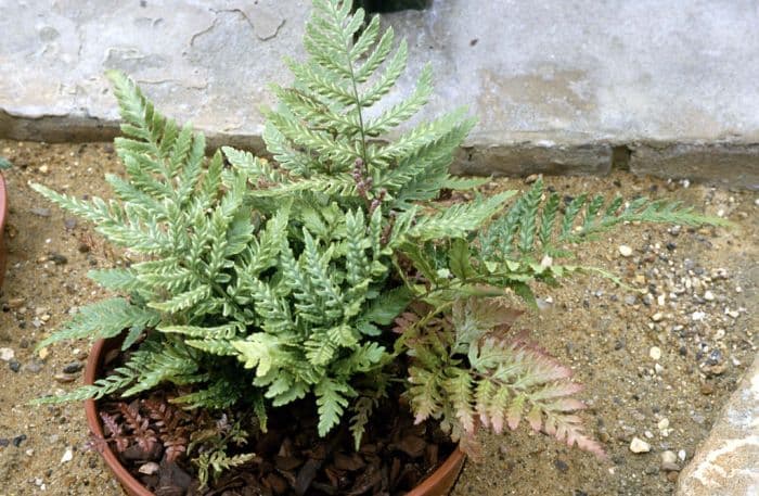 prolific copper shield fern