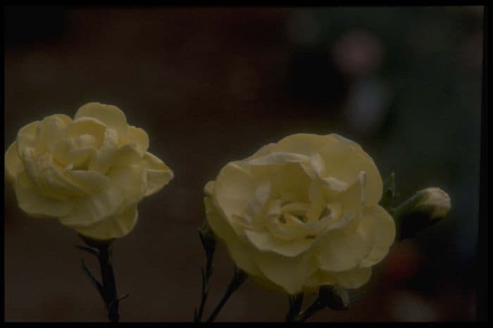 border carnation 'Golden Sceptre'