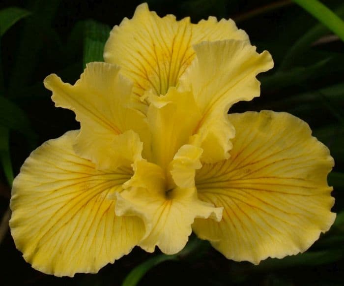 iris 'Big Money'