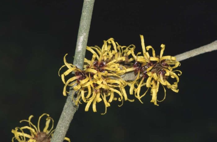 Chinese witch hazel