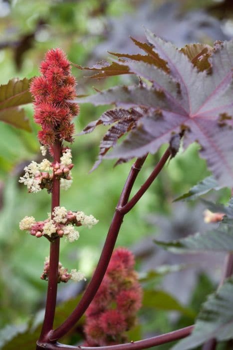 castor oil plant 'Carmencita'