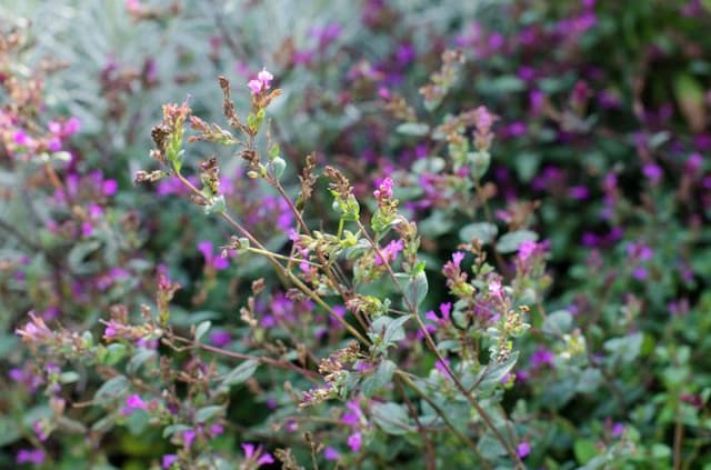 Oregano 'Hopleys'