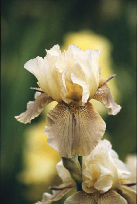 iris 'Thornbird'