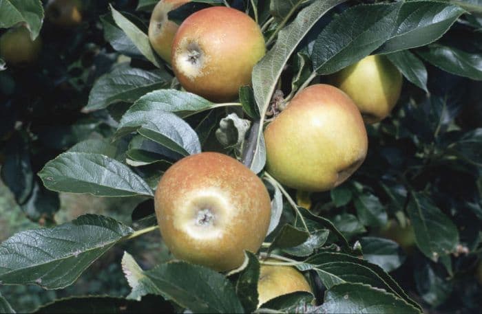 apple 'Rosemary Russet'