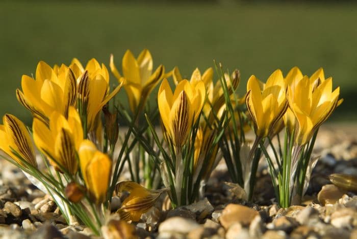 crocus 'Stellaris'