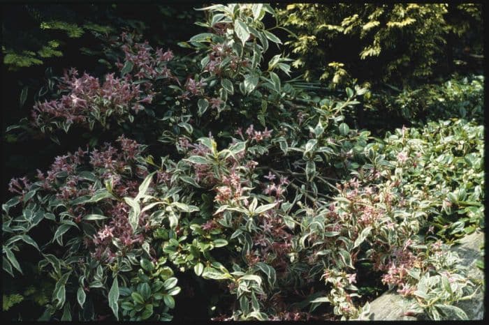 weigela 'Praecox Variegata'