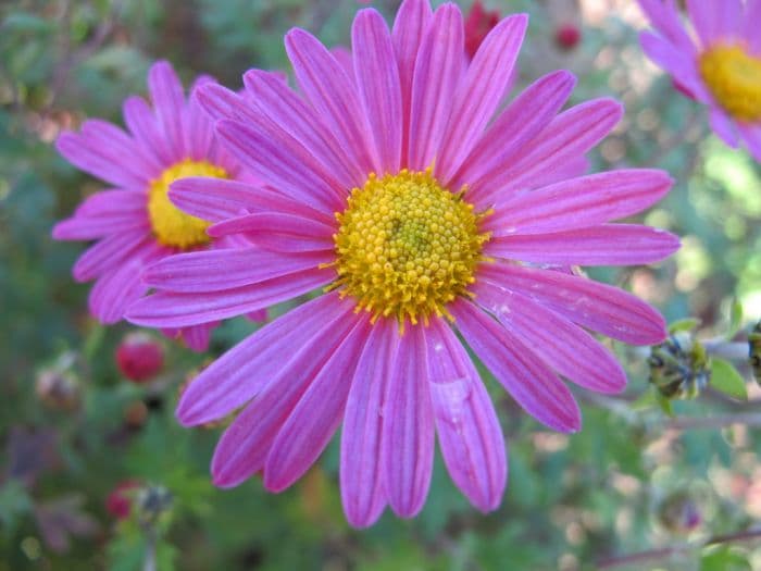 chrysanthemum 'Tapestry Rose'