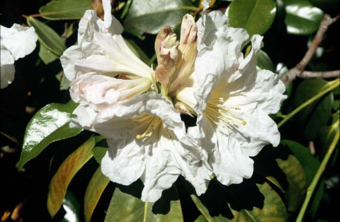 rhododendron 'Argosy'