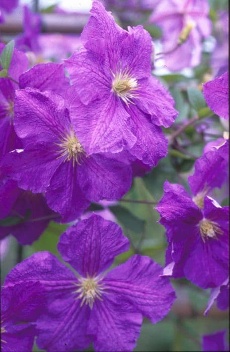 clematis 'Victoria'