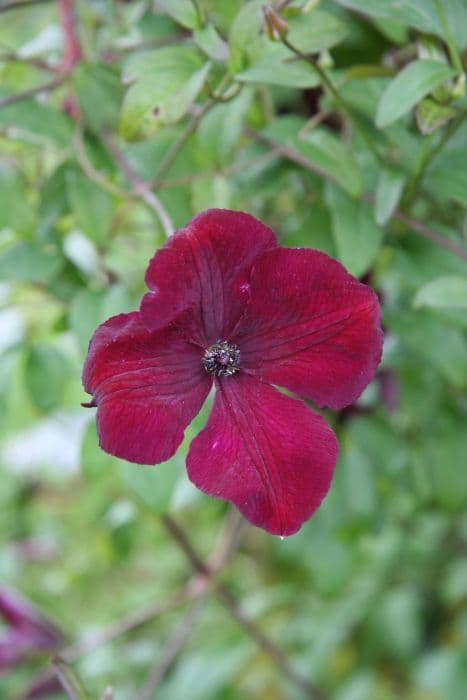 clematis 'Royal Velours'