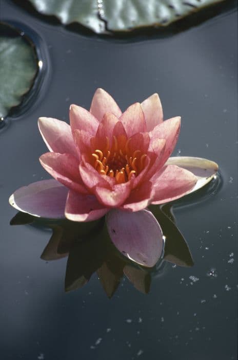 waterlily 'Paul Hariot'