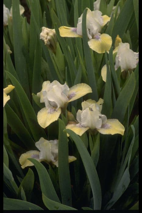 Iris 'Pale Shades'