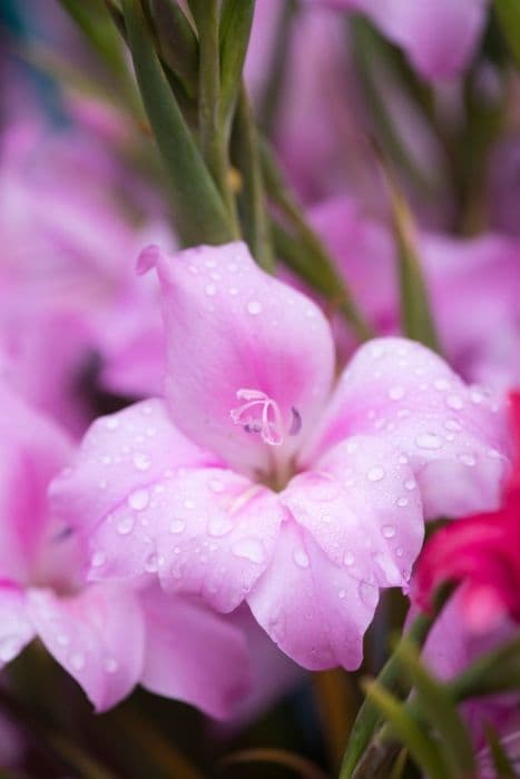 sword lily 'Charming Lady'