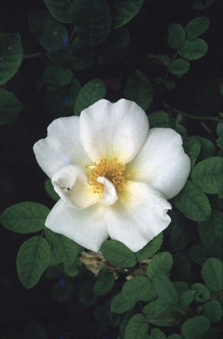 rose 'Nevada'