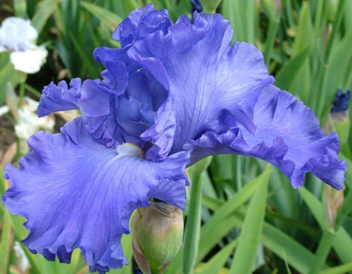 iris 'Somerset Blue'