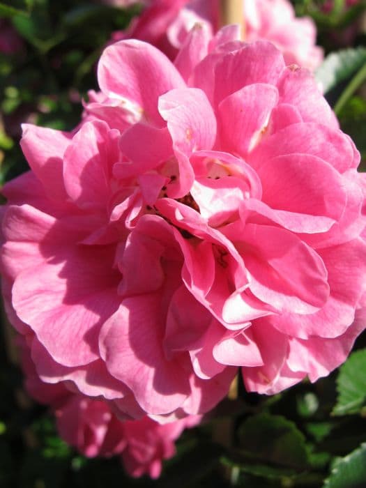 rose 'Dorothy Perkins'