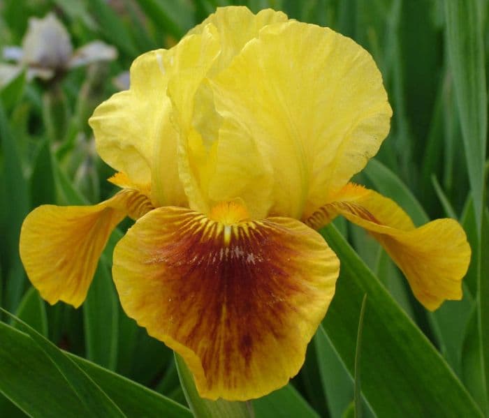 iris 'Fierce Fire'