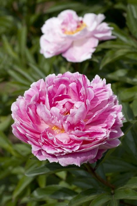 peony 'Auguste Dessert'