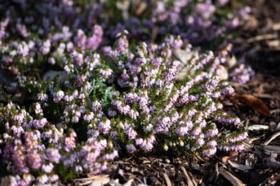 heather 'Pink Mist'