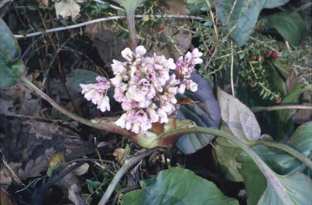 Schmidt elephant ear