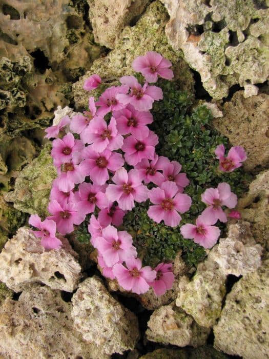 saxifrage 'Miluj Mne'