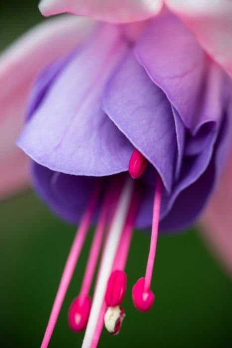 fuchsia 'John Grooms'