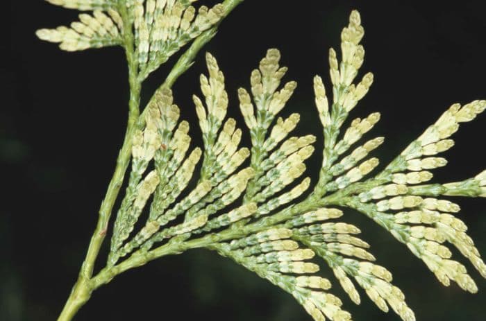 western red cedar 'Zebrina'