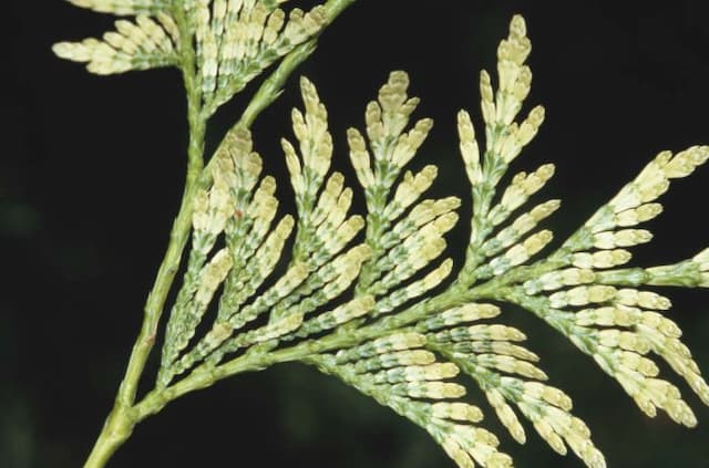 Western red cedar 'Zebrina'