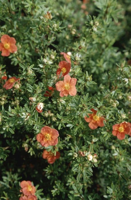 shrubby cinquefoil 'Red Ace'