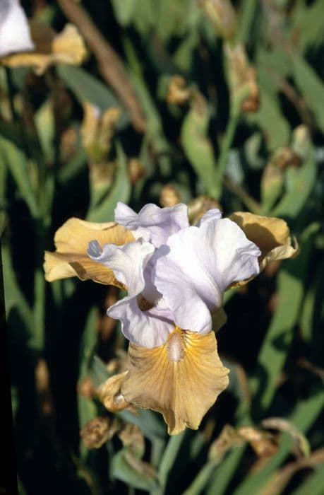 iris 'Eleanor Clare'