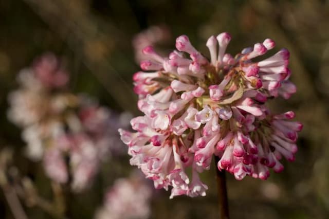 Bodnant viburnum