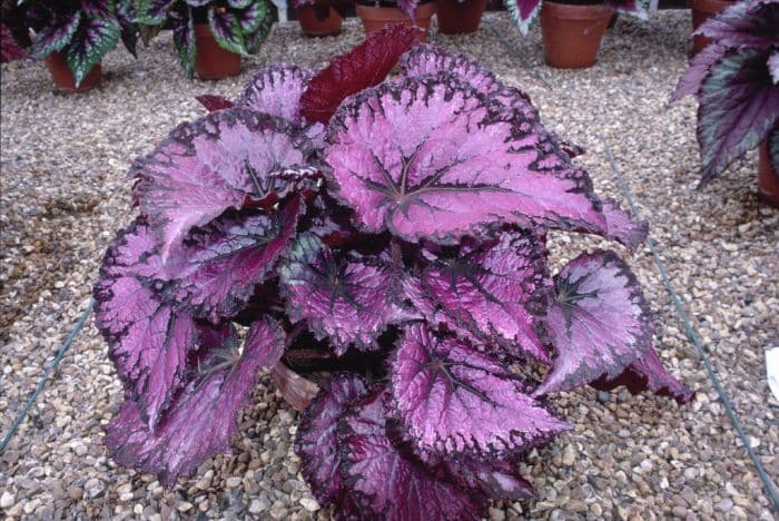 begonia 'Pink Champagne'