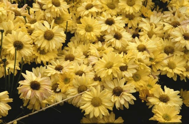 Chrysanthemum 'Gold Enbee Wedding'