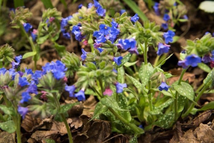 lungwort 'Trevi Fountain'