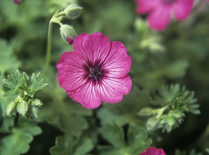 cranesbill 'Carol'