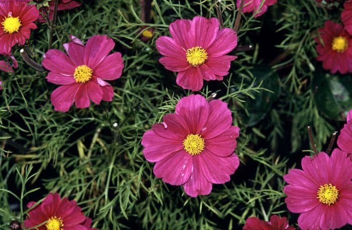 cosmea Sonata Series