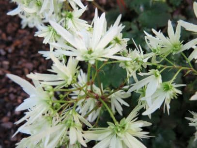 saxifrage 'Moe'