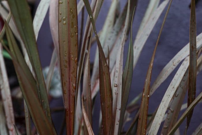 flax lily 'Black Adder'