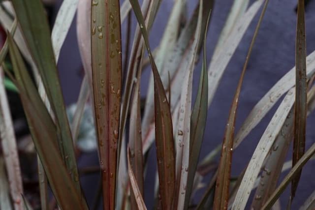 Flax lily 'Black Adder'