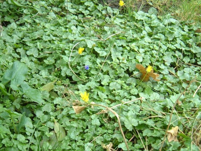 celandine