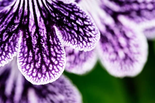 Cape primrose 'Polka-Dot Purple'