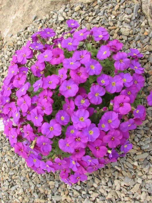 aubrieta 'Kitte'